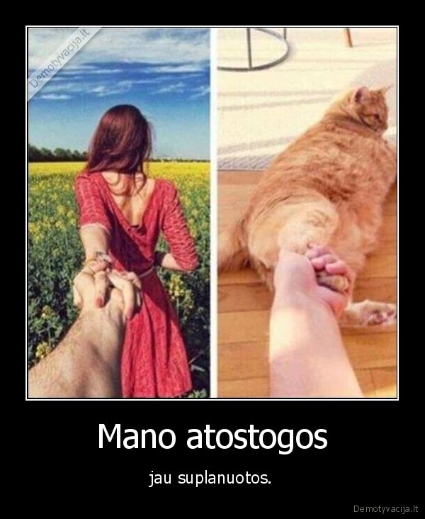 atostogos,kate,katinas