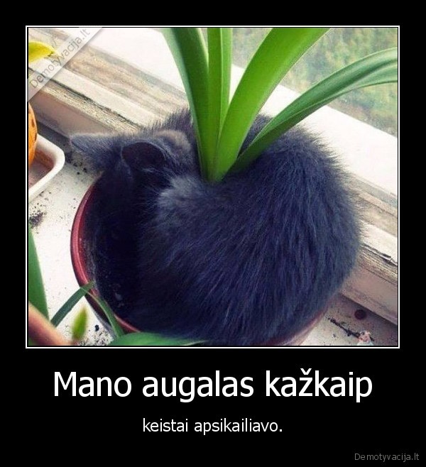 augalas,kate,katinas,kaciukas,kailis