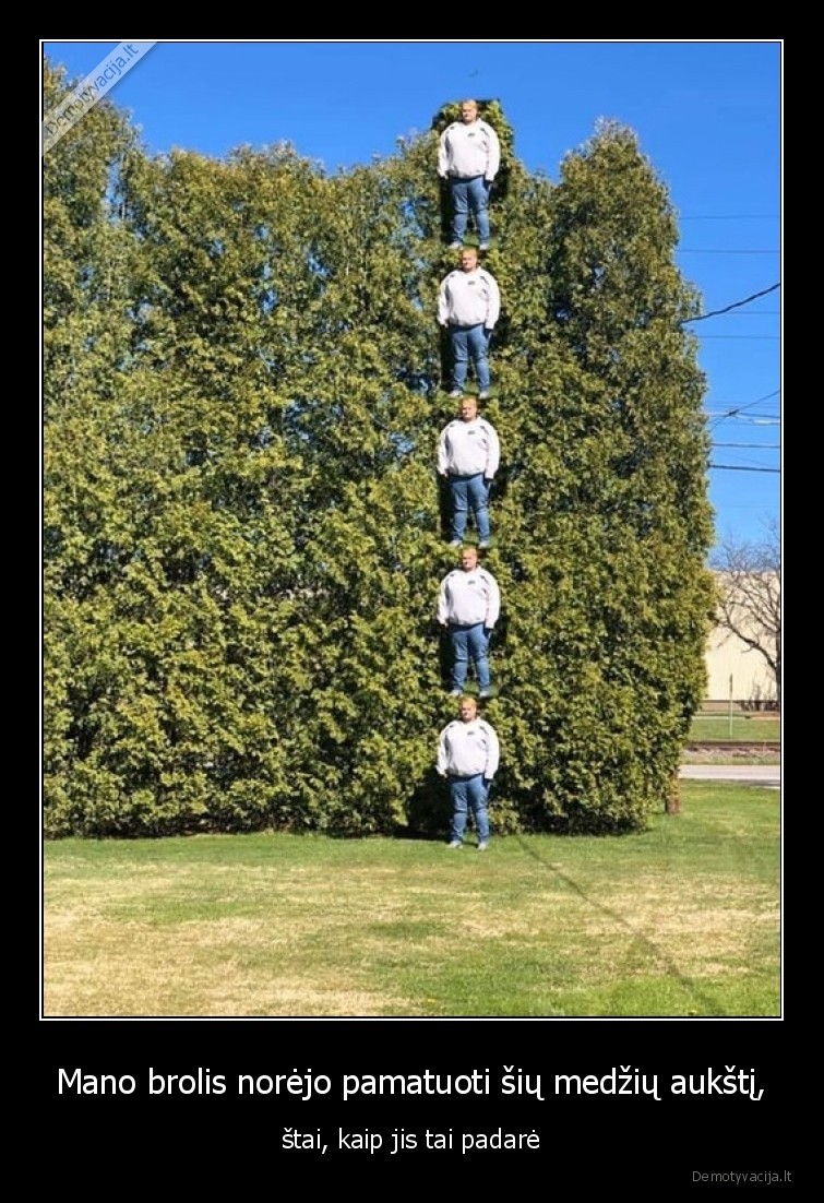 aukstis,medziai,brolis