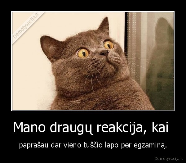 katinas,kate,mokslai,egzaminas,sesija,lapas