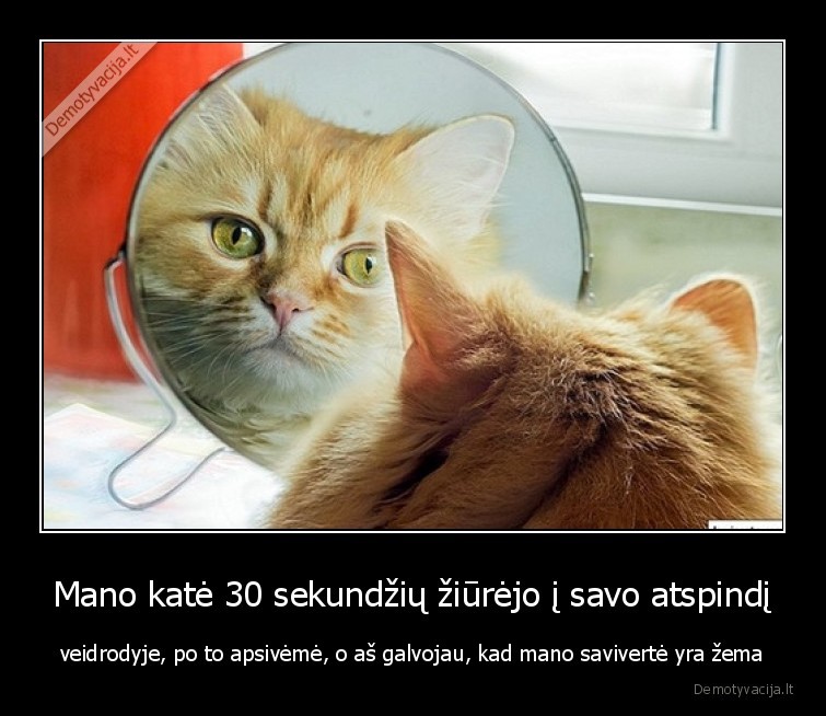 katinas,saviverte,ego