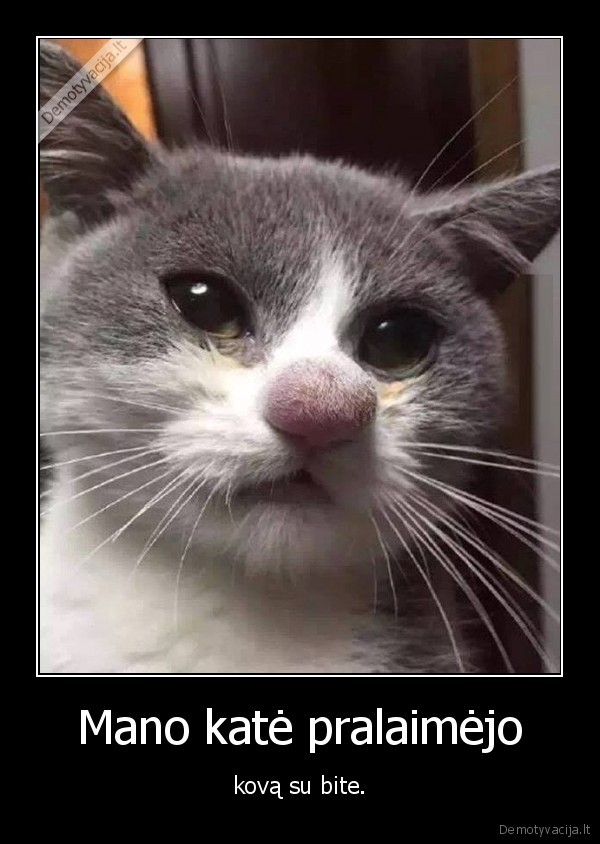 kate,katinas,bite,nosis,igele