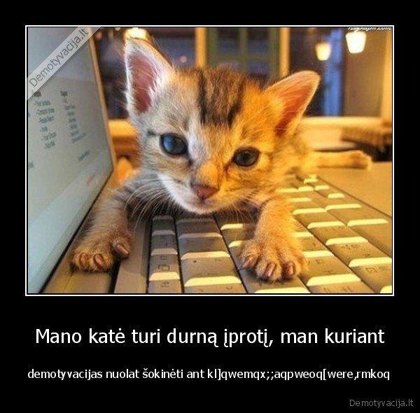 kate, ant, klaviaturos,juokinga, kate