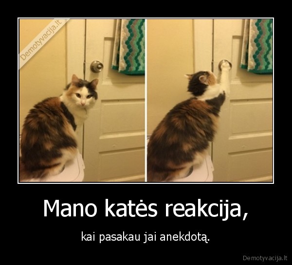 kate,katinas,anekdotas,reakcija