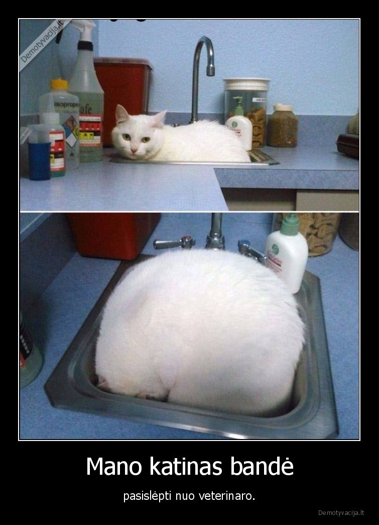 kate,katinas,veterinaras