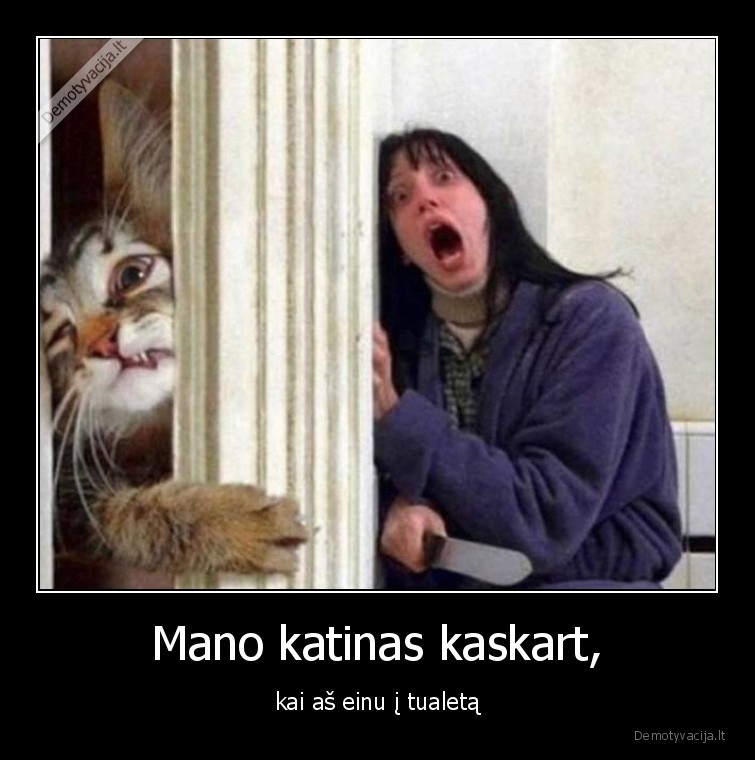katinas,tualetas,katinai,kates,gyvunai,augintiniai