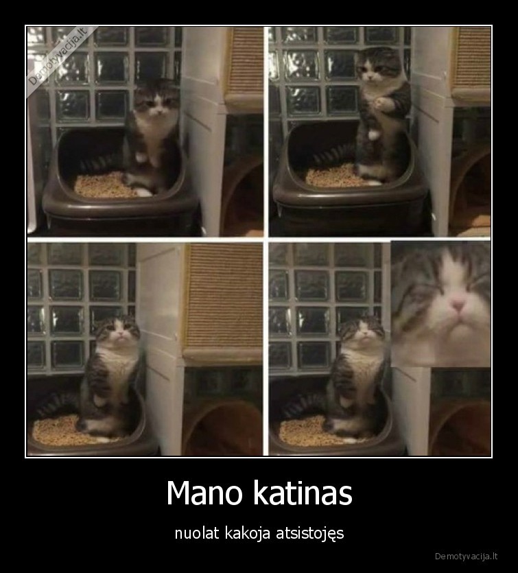 katinas,kakoja,atsistojes