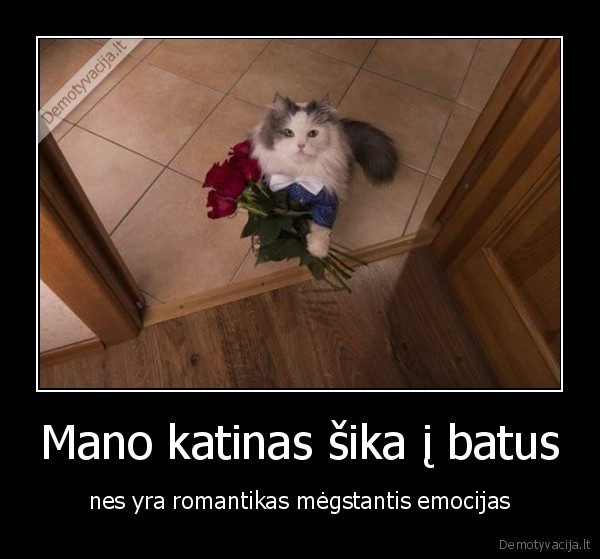Mano katinas šika į batus
