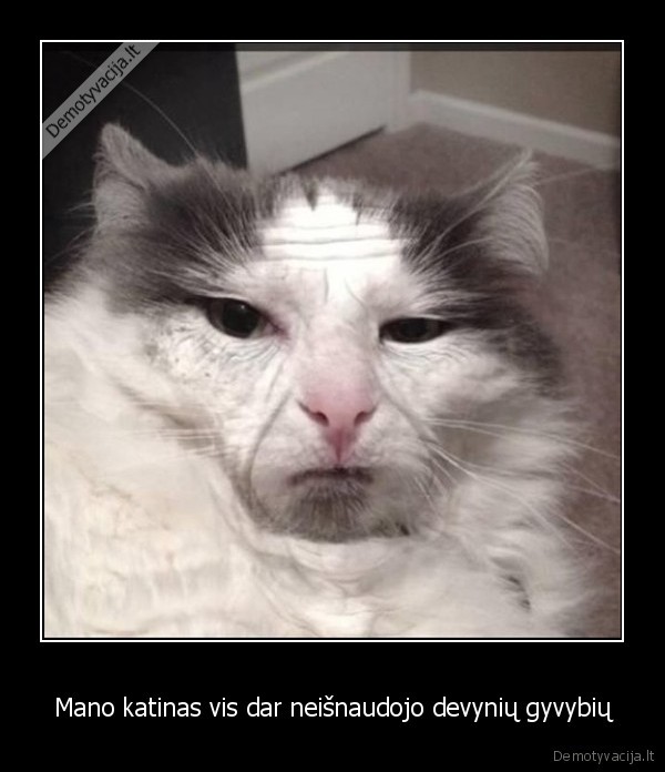 Mano katinas vis dar neišnaudojo devynių gyvybių