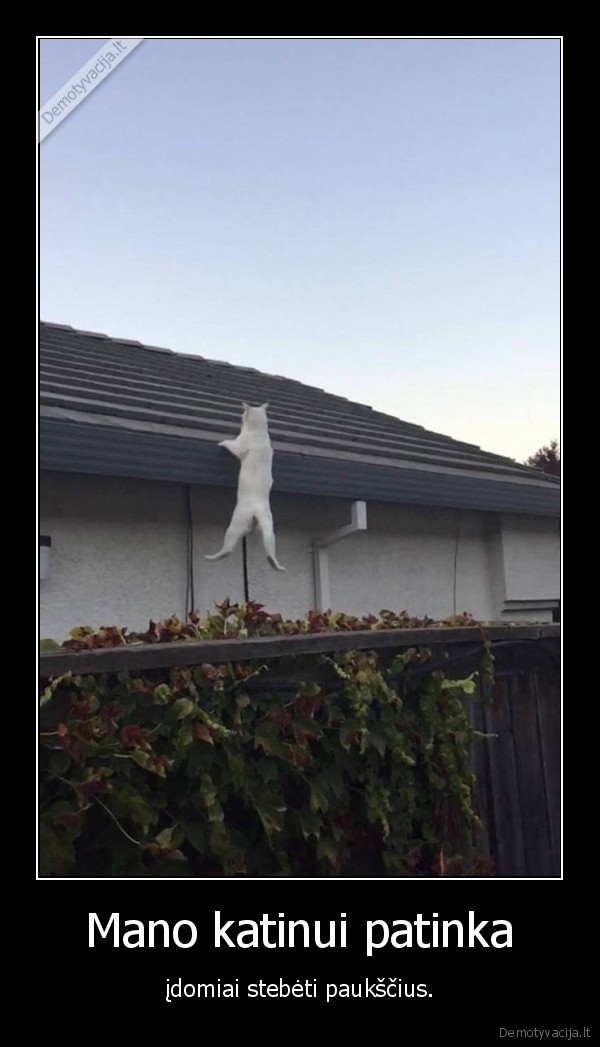 kate,katinas,paukstis