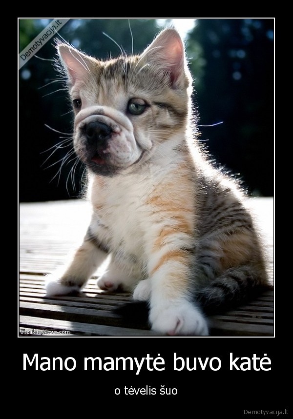 Mano mamytė buvo katė