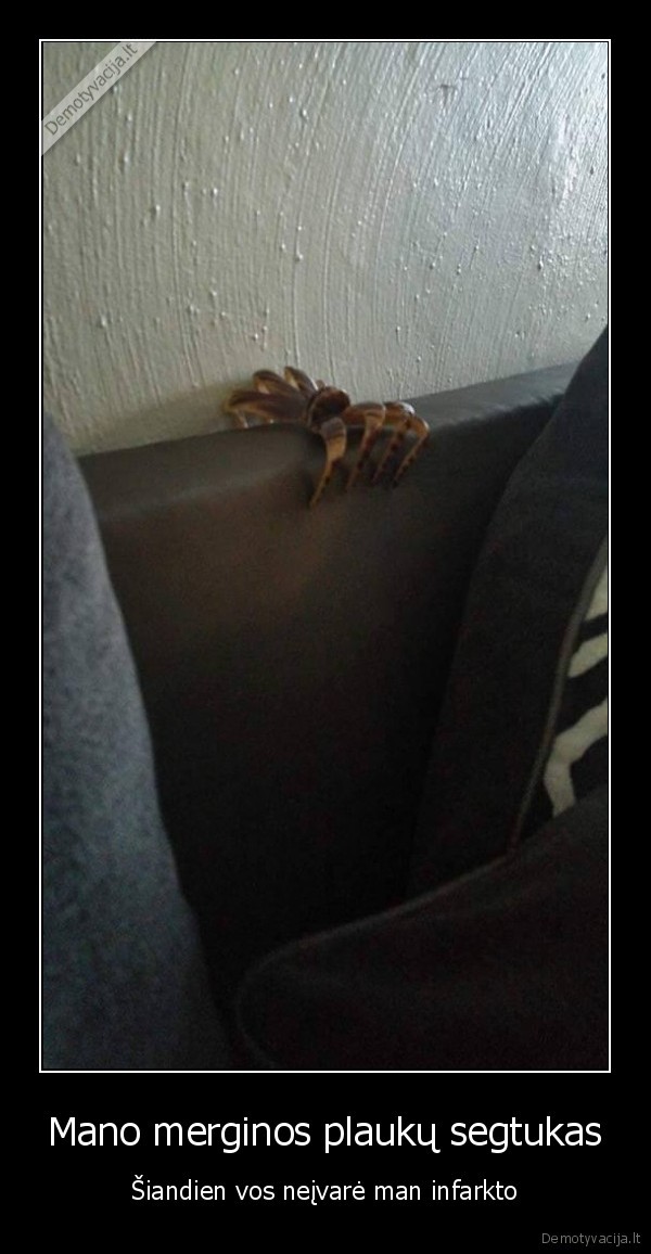 voras,plauku, segtukas