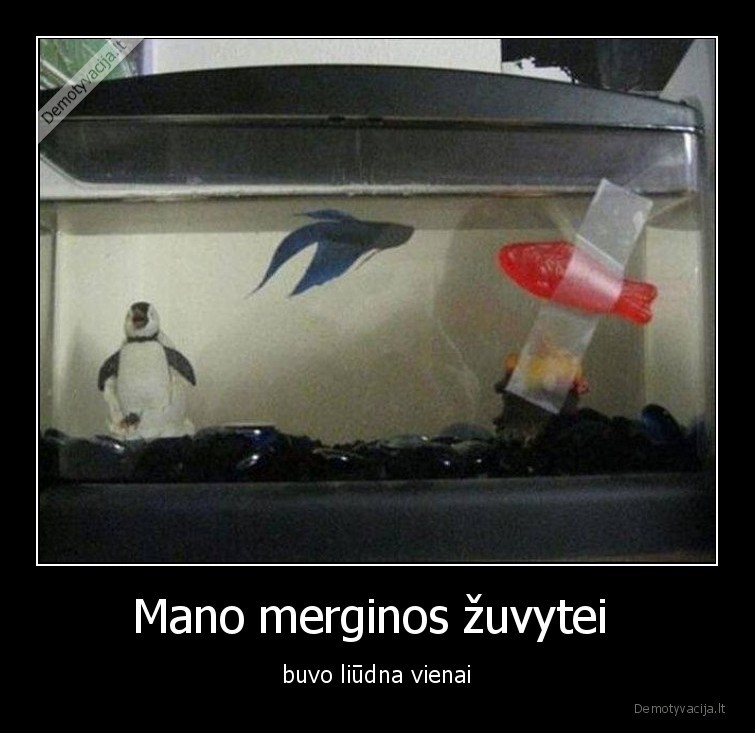 zuvyte,zuvis,guminukas