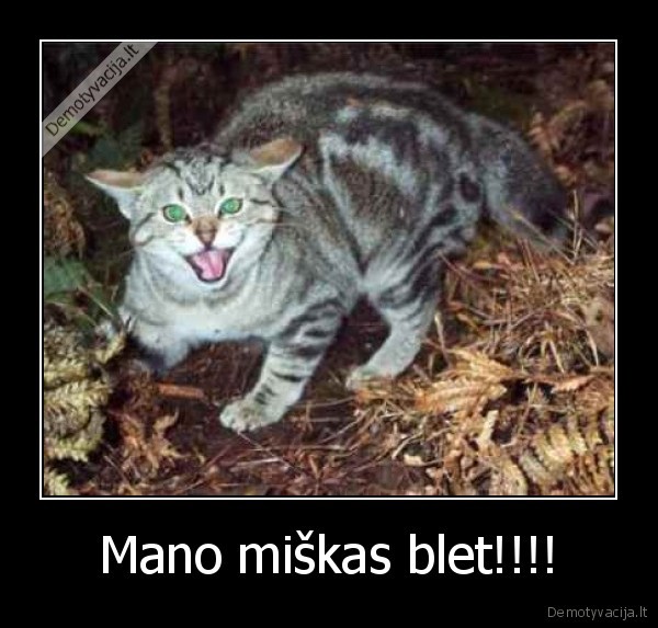 supekias, katinukas, terminatorius, blet, kai, zveris