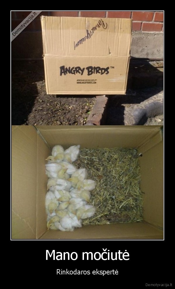 parduodami, visciukai,angry, birds