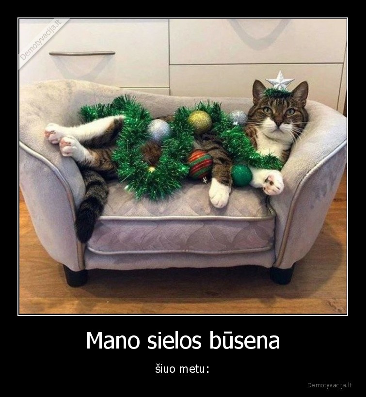 katinas,laukia,sventes,eglute