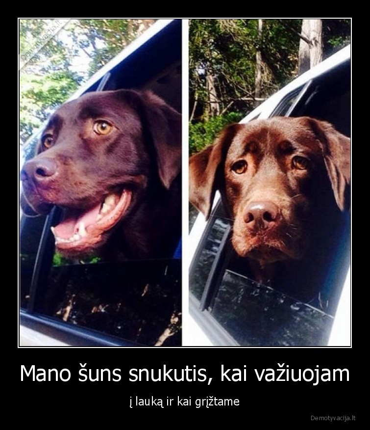 suo,snukis,dziaugsmas,liudesys