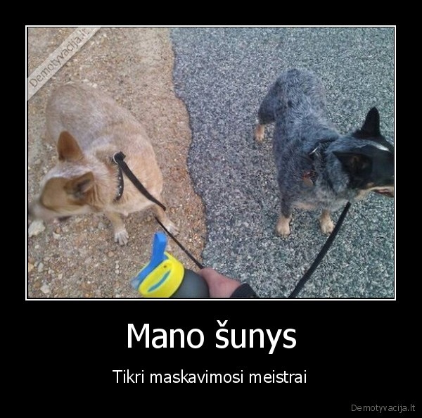 maskuote,spalvoti, sunys