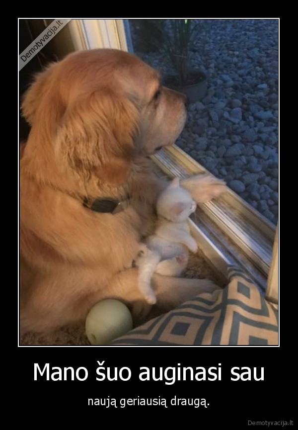 kate,kaciukas,katinas,suo,draugas