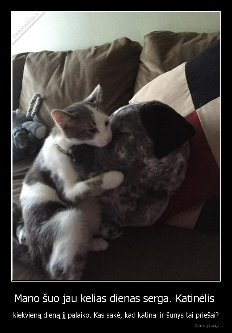 katinas,suo,serga,palaiko,draugai