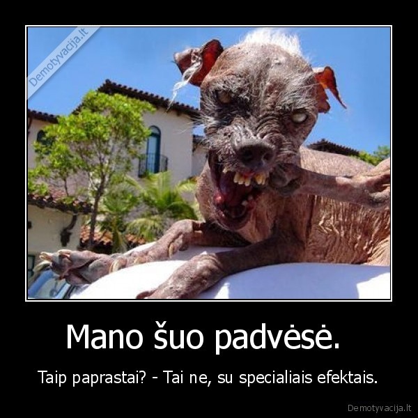 Mano šuo padvėsė. 