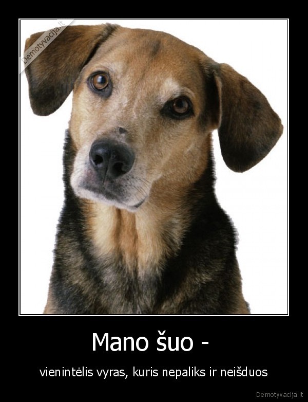 Mano šuo - 