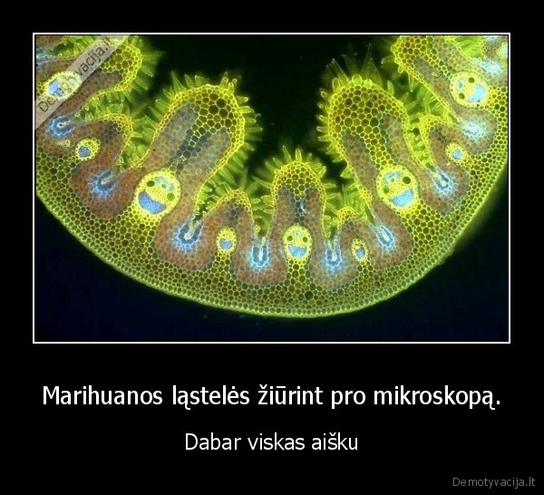 Marihuanos ląstelės žiūrint pro mikroskopą.