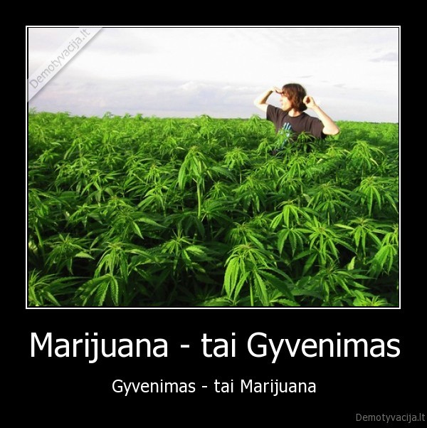 Marijuana - tai Gyvenimas