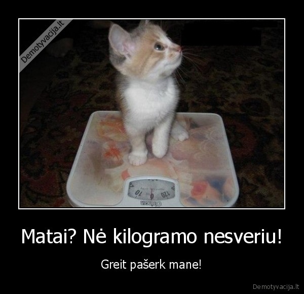 kaciukas, ant, svarstykliu,juokingas, katinas