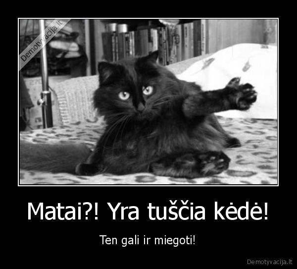 juokingas, katinas,piktas, katinas