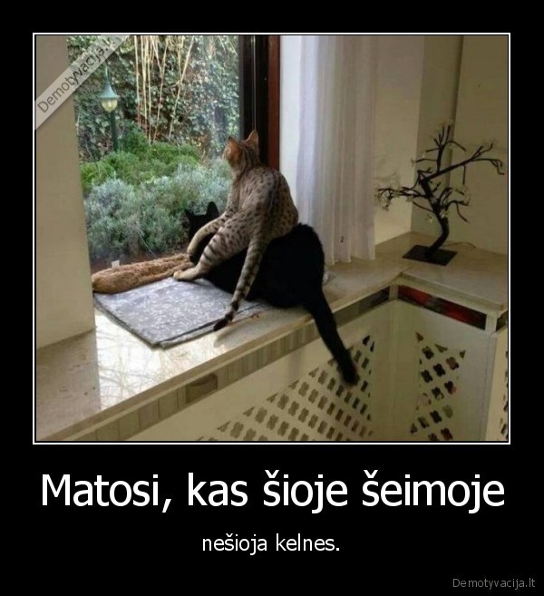 kate,katinas,keles,seima