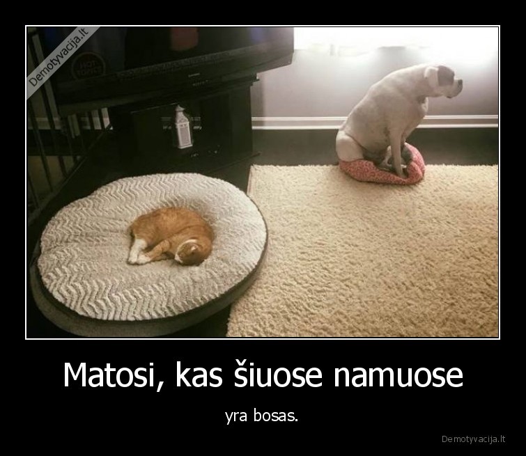 kate,katinas,kaciukas,suo,bosas