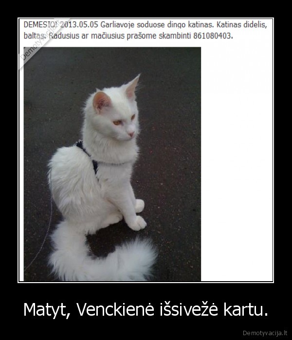 juokingi, humoras,venckiene,garliava,katinas,pasimete,istorija