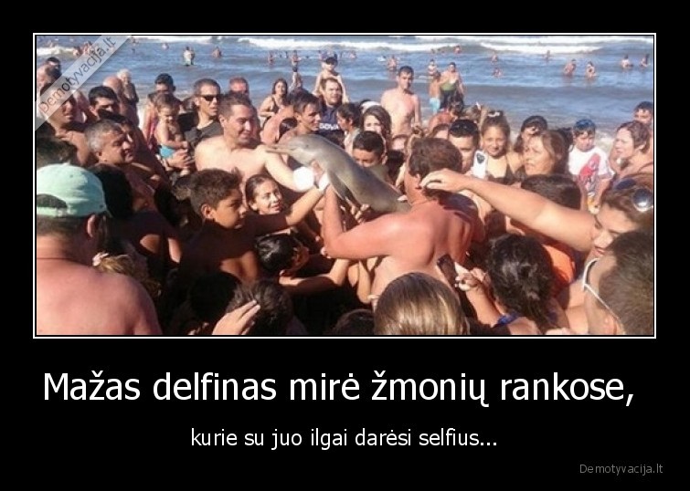 delfinas,mire,rankose,selfie,gyvybe
