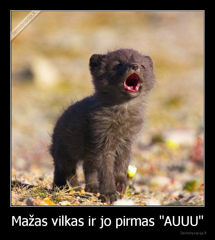 vilkas,auu,mazas,vilkiukas