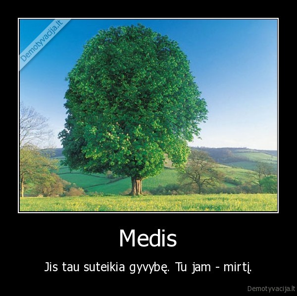 medis,gamta,aplinkosauga,tarsa,zaluma,miskas