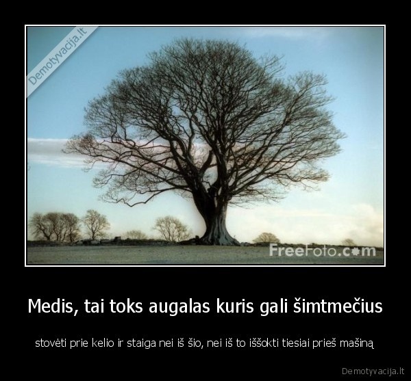 Medis, tai toks augalas kuris gali šimtmečius