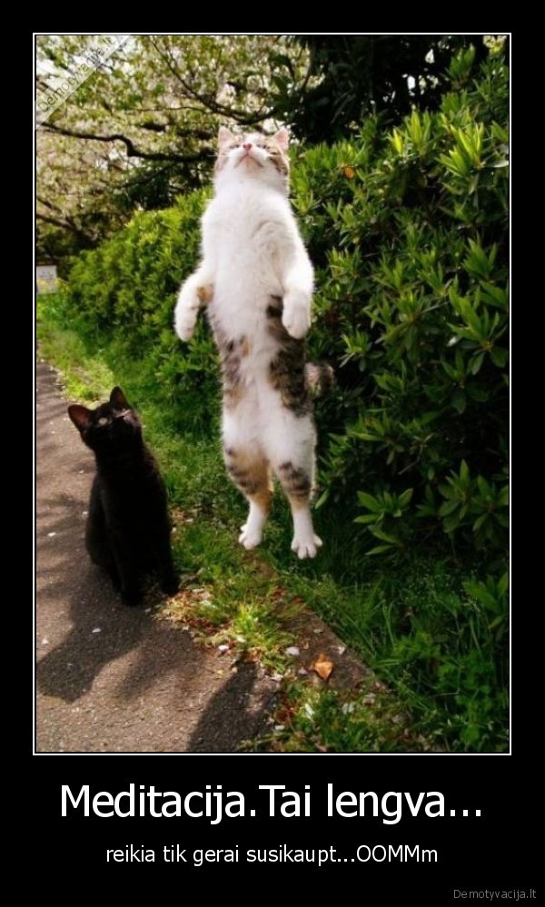 katinas,skrenda,medituoja