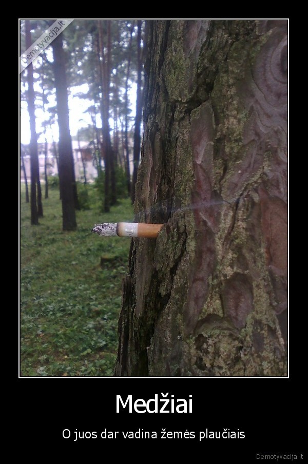 Medžiai