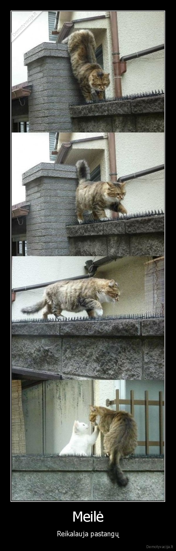 katinas,isimylejelei,kliutys, meilei