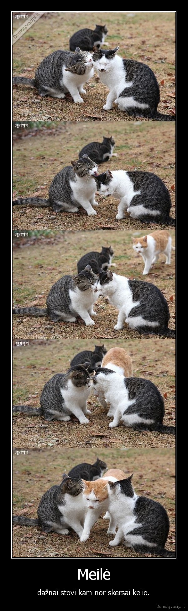 kate,kates,meile,draugyste