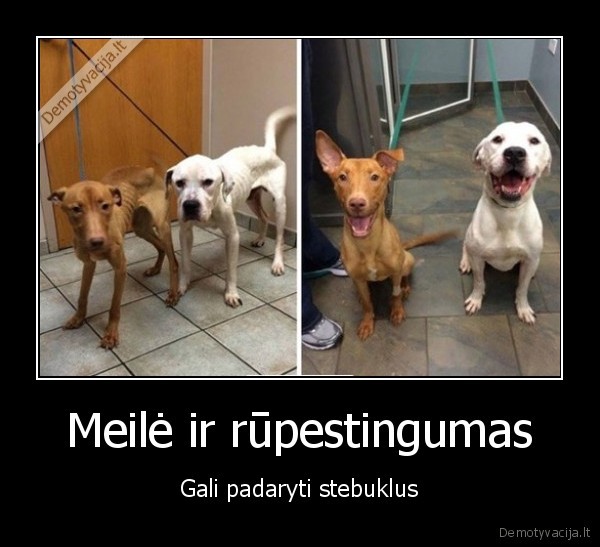 suniukai,badas,prieglauda