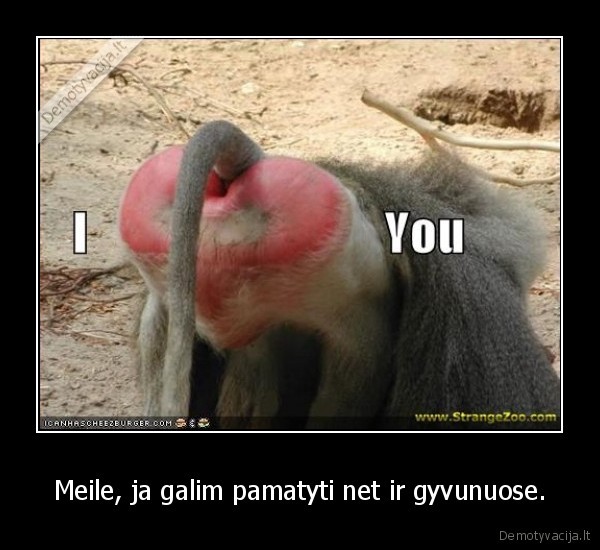 Meile, ja galim pamatyti net ir gyvunuose.