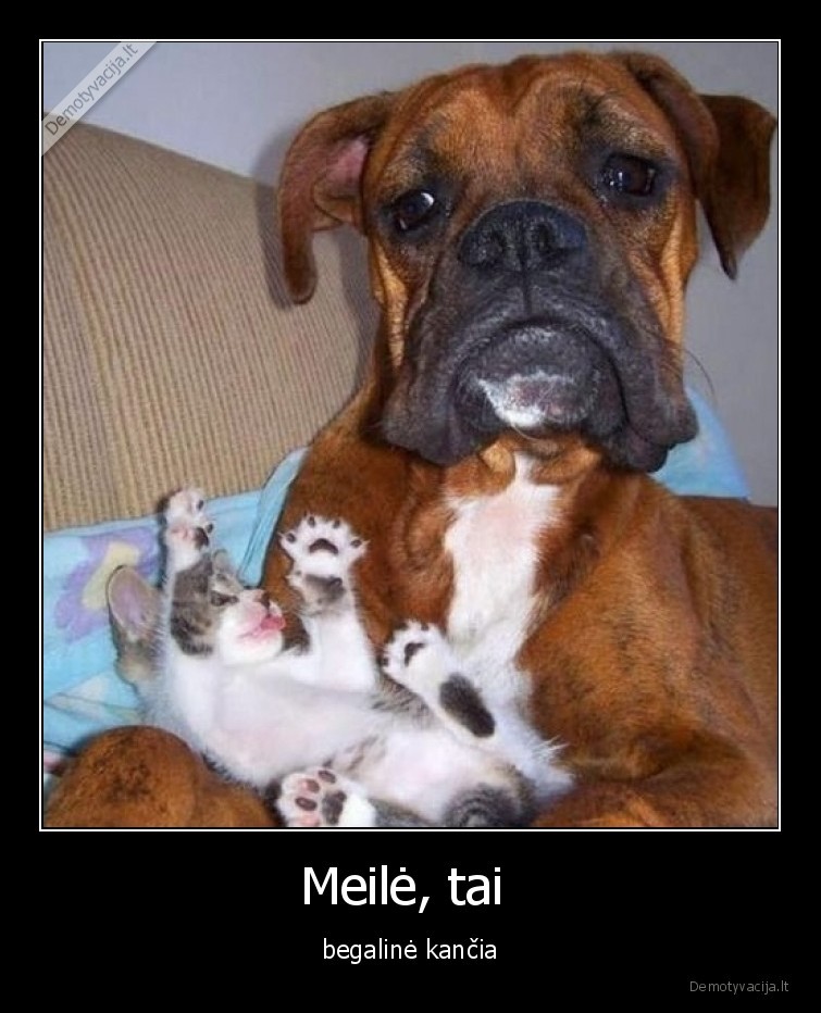 kancia,meile,katinas,suo