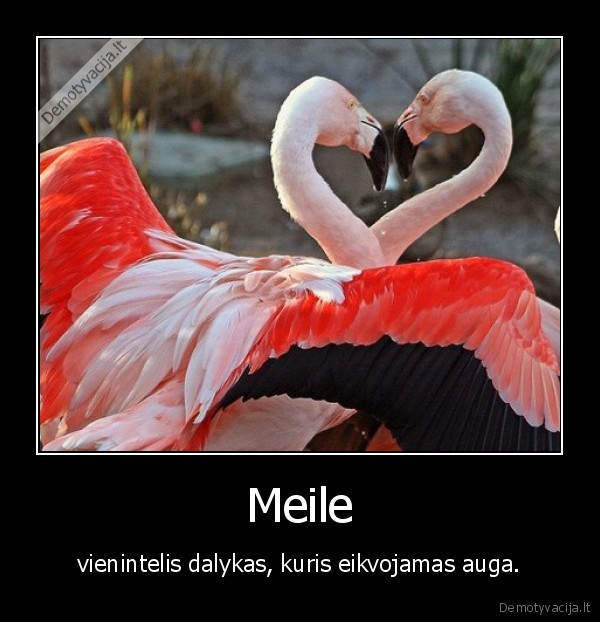 meile