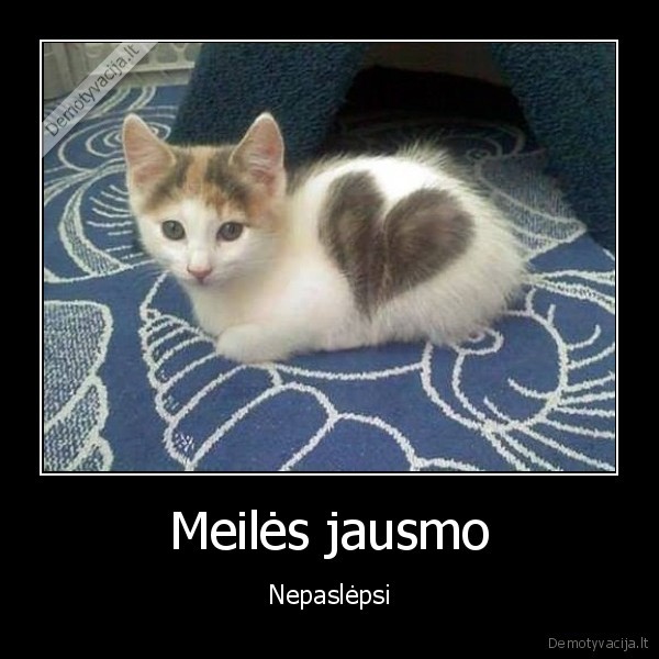 mylintis, katinas,katinas, su, sirdele,sirdutes, deme, ant, kailio