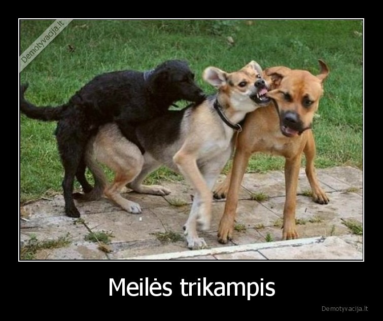 suo,trikampis,meiles