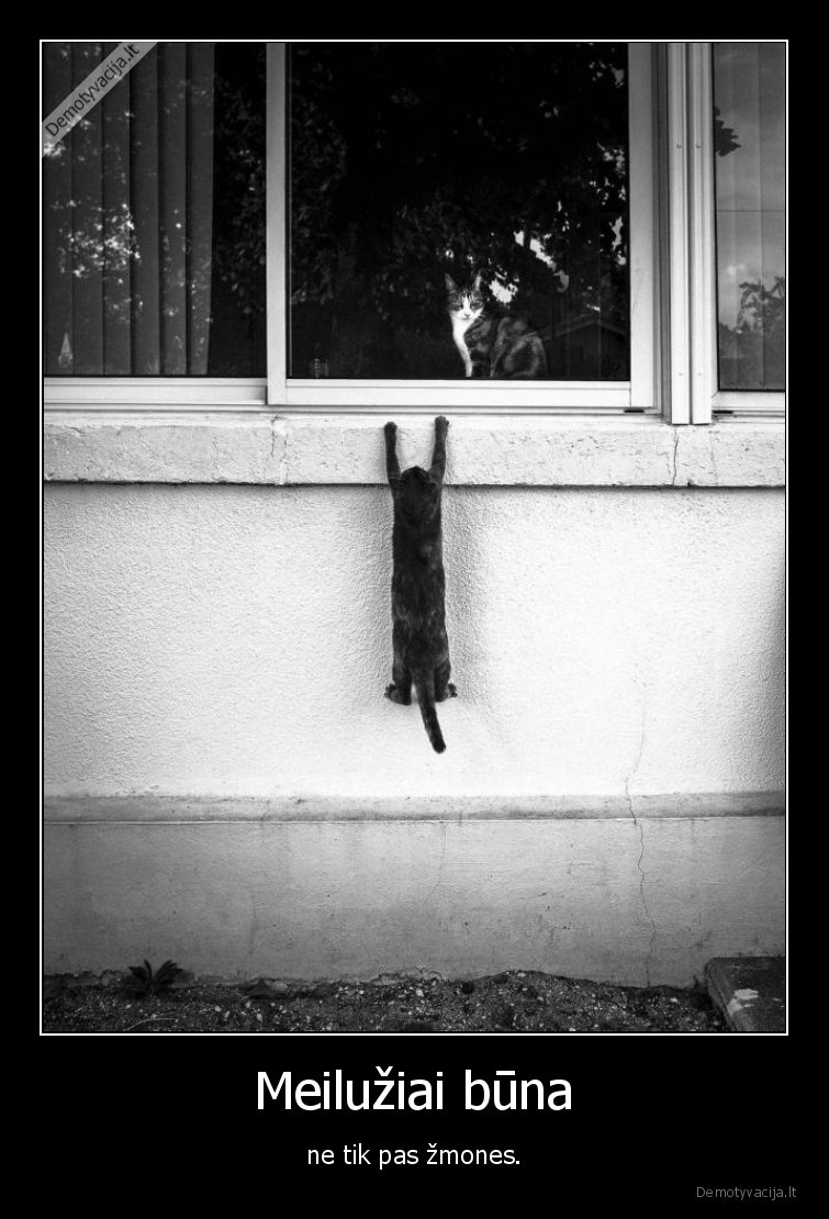 kate,katinas,meiluzis,anekdotas