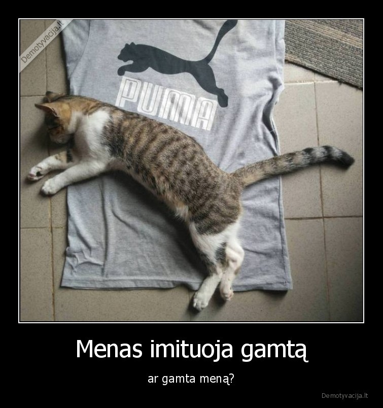 kate,katinas,menas,gamta