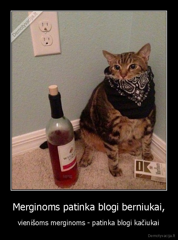 katinas,blogas,merginos